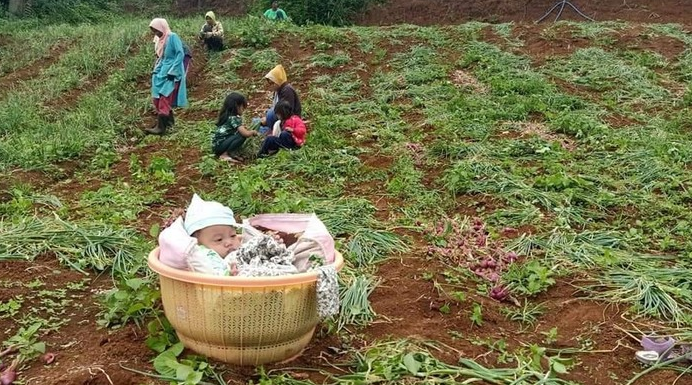 Bayi 4 Bulan di Bandung Terpaksa Dibawa Kakeknya Berkebun Karena Ibunya Bekerja
