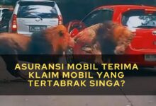 Asuransi Mobil Terima Klaim Mobil yang Tertabrak Singa?
